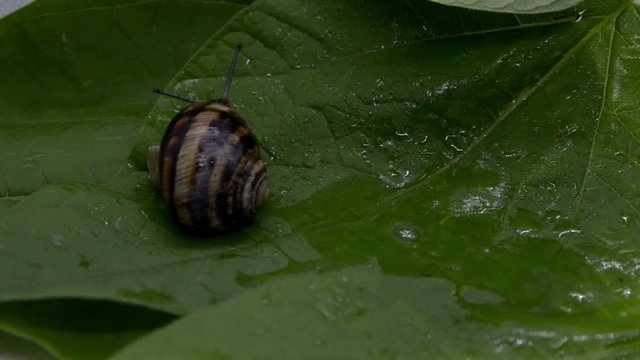 A grape snail slowly creeps on a wet leaf