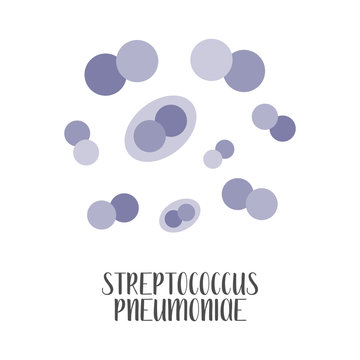 Streptococcus Pneumoniae, Pneumococcus, pathogen. Spherical, gram-positive bacteria. Morphology. Microbiology. Vector flat illustration