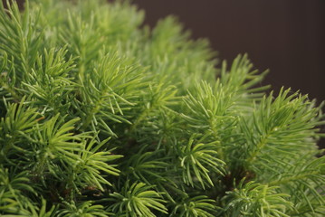 young coniferous branches close up