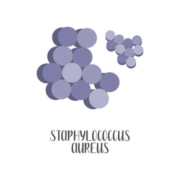 Staphylococcus Aureus, pathogen. Spherical, gram-positive bacteria. Morphology. Microbiology. Vector flat illustration