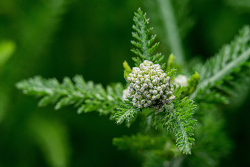 a Bud of still unopened yarrow close up with a blurred background