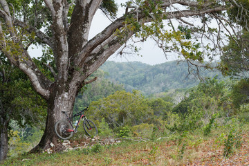 Mountain bike near the tree in the hill in Dominican Republic mountains..