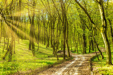 Morning light falls on a forest road