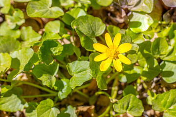 Springtime foliage landscape with buttercup looking out into the spring sun.