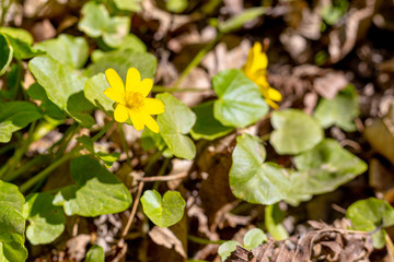 Springtime foliage landscape with buttercup looking out into the spring sun.