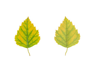 Yellow autumn birch tree leaf cut out on white background.