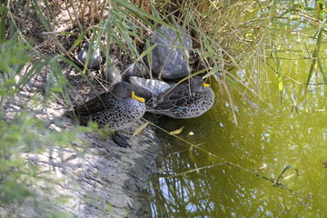 Yellow Billed Duck