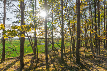 Obraz premium Summer forest landscape. Nature. Sunny day in deep forest.