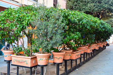 Fototapeta na wymiar Ficuses in ceramic pots in January on the streets of Savona, Liguria, Italy