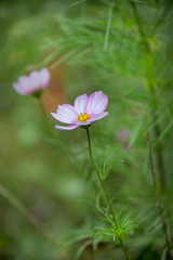 Delicate Pink White Cosmea Flower