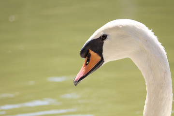 Photo of a white swan in the water