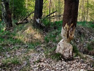 A tree eaten by a beaver.