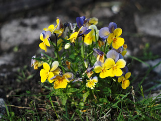 Close up of yellow pansies on gray background.