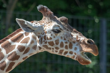 Netzgiraffe