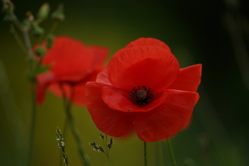 anmutsvoll bl&uuml;hender roter Mohn