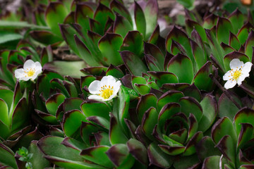 flowers and leafs 