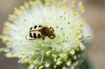 Orszoł paskowany © Kasia R.