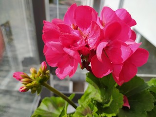 Pelargonia. © Aleksandra