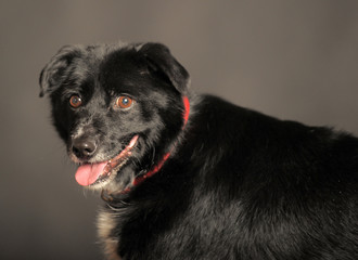 old black mongrel dog in the studio