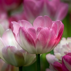 Obraz na płótnie Canvas Pink and white Tulips
