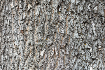 Bark Deciduous tree removed closely