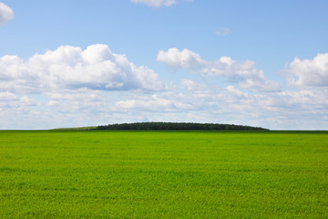 green field and blue sky