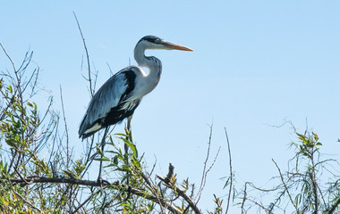 great blue heron