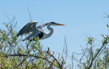 great blue heron