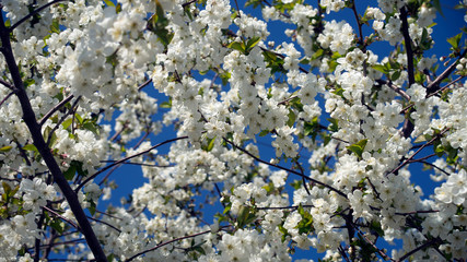 Blossoming cherry trees  in spring
