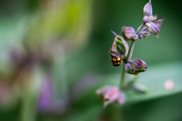 ladybug with yellow dots in a sage flower close up with blurred background