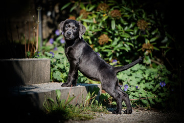 Portrait Labrador Welpe, charcoal mit blauen Augen, steht auf einer Treppe im Park
