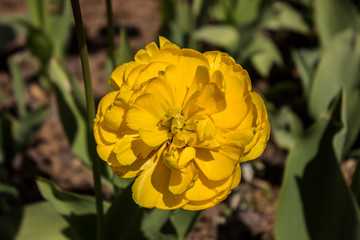 Yellow tulip closeup in spring, beautiful spring background, wallpaper