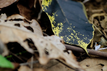 Leaves, leaf, autumm, fall, nature, blue leaf, blue, texture