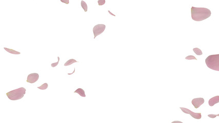 Rose Petals Flower fluttering 3D illustration background