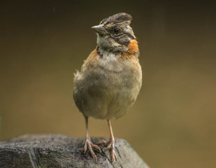 robin on a rock