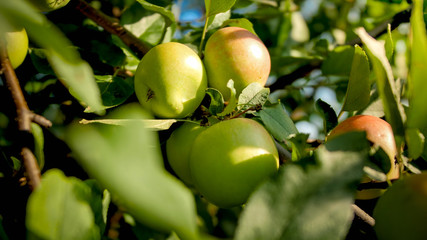 Closeup iamge of lots of green apples hanging and growing on apple tree at garden