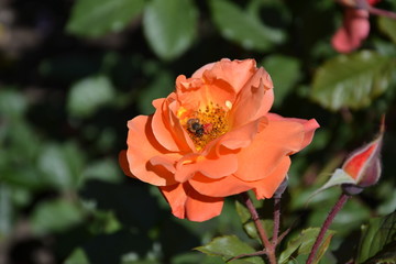bee on an orange rose in the garden
