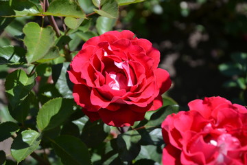 rose with red and white petals