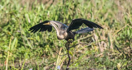 snake heron 