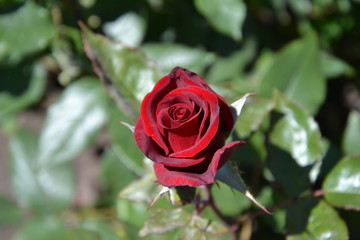dark red velvet rose
