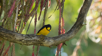 yellow billed hornbill