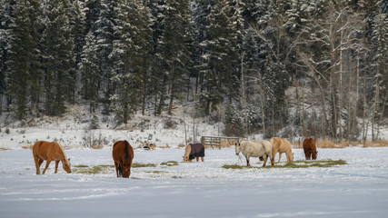 Horses grazing, Sun Peaks Resort, Sun Peaks, British Columbia, Canada