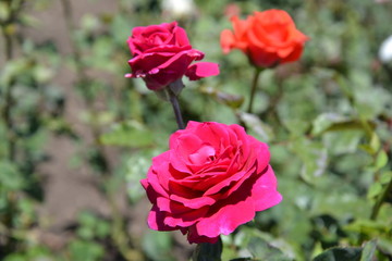 red roses in garden