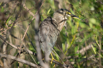 great blue heron