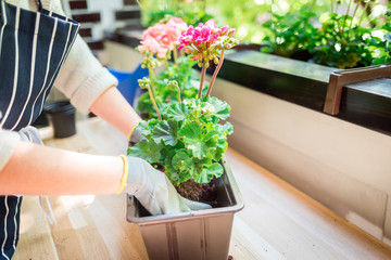 Balcony gardening while spring, woman plants flowers at home
