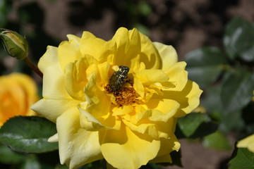 beetle on a yellow rose