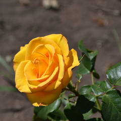 yellow rose