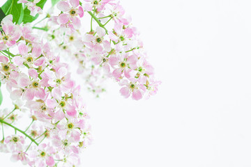 Fototapeta na wymiar Blossom cherry flowers. Spring flowers on blurred blue background with bokeh