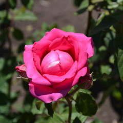 pink rose in garden