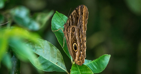 butterfly on leaf